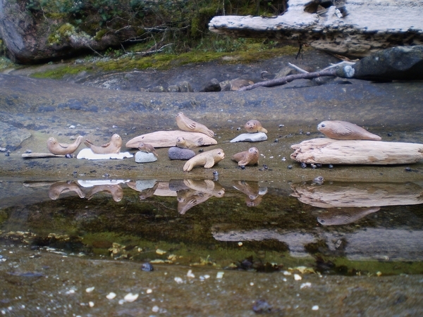 Seal Pups